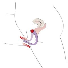 You2Toys - Intimate Spreader Vaginal Expander